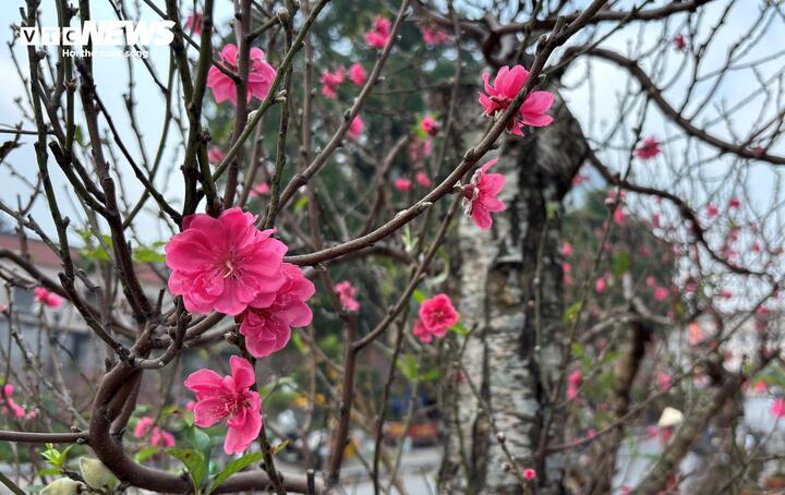 "Cụ" đ&agrave;o trăm năm tuổi, gi&aacute; thu&ecirc; 120 triệu đồng giữa phố H&agrave; Nội- Ảnh 9.