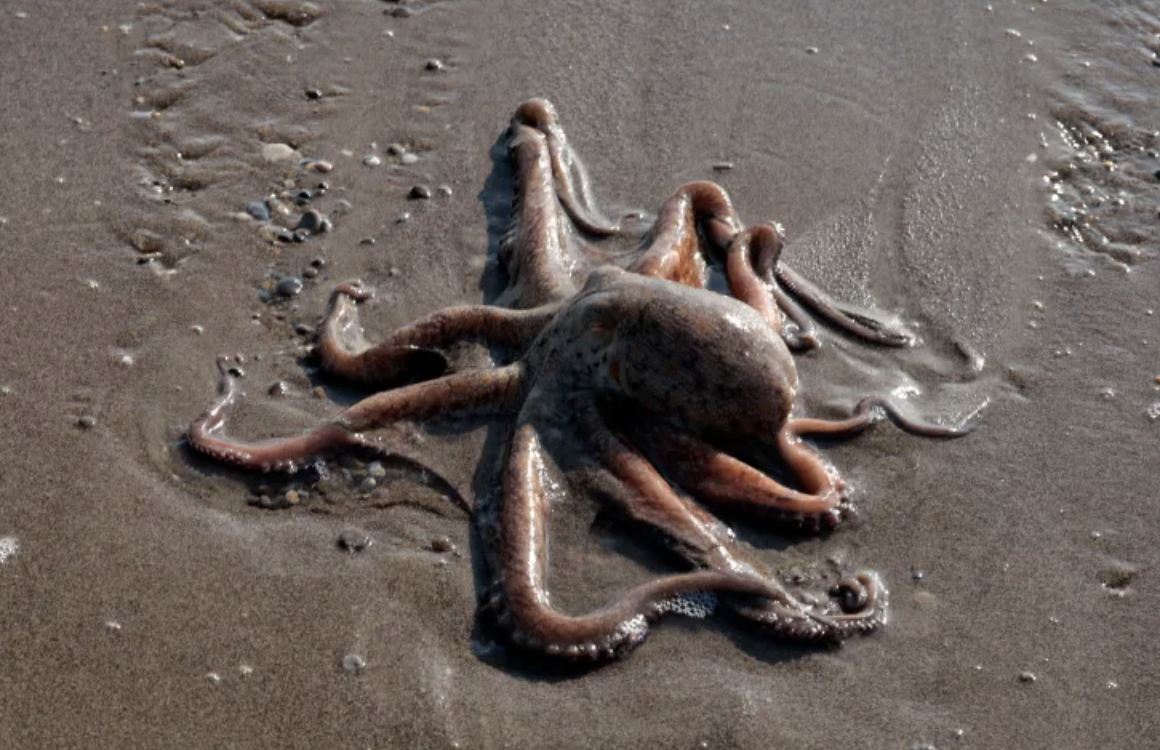 Bạch tuộc bỗng nhi&ecirc;n chết h&agrave;ng loạt b&ecirc;n bờ biển: Lời cảnh b&aacute;o đ&aacute;ng sợ cho con người- Ảnh 1.
