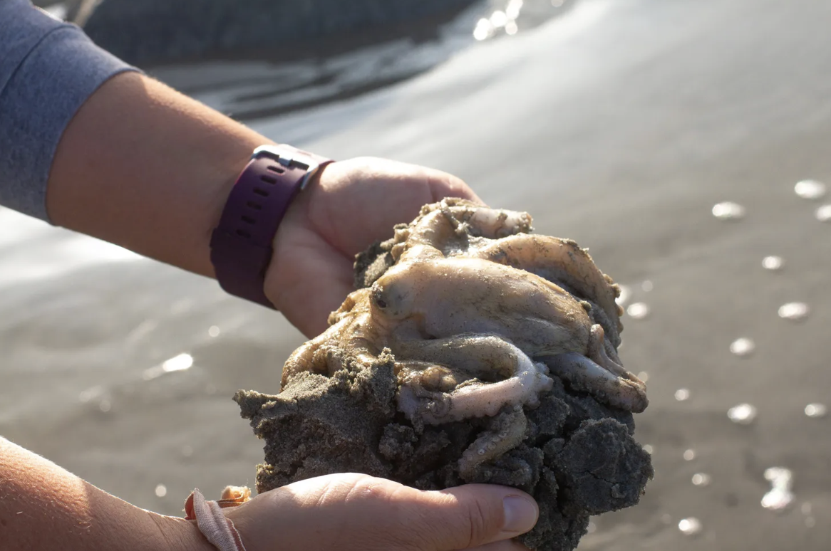 Bạch tuộc bỗng nhi&ecirc;n chết h&agrave;ng loạt b&ecirc;n bờ biển: Lời cảnh b&aacute;o đ&aacute;ng sợ cho con người- Ảnh 2.