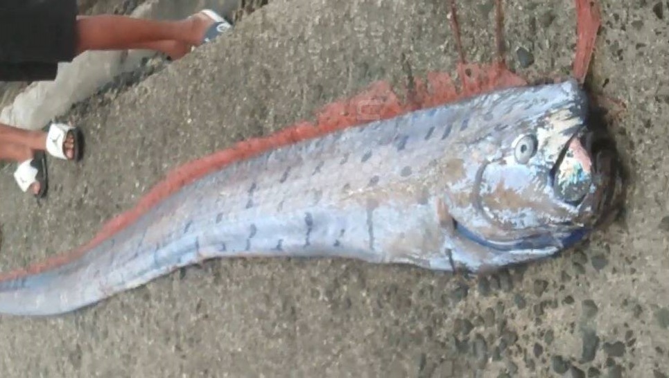 Ngư d&acirc;n bắt được c&aacute; m&aacute;i ch&egrave;o khổng lồ d&agrave;i 3 m&eacute;t tr&ecirc;n biển- Ảnh 1.