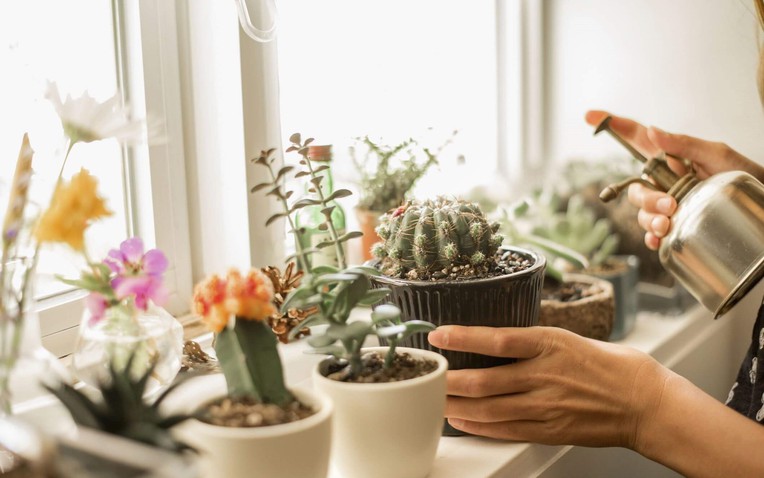 3 loại c&acirc;y kh&ocirc;ng n&ecirc;n đặt ở ph&ograve;ng ngủ "trong năm mang năng lượng Hỏa mạnh" B&iacute;nh Ngọ- Ảnh 1.