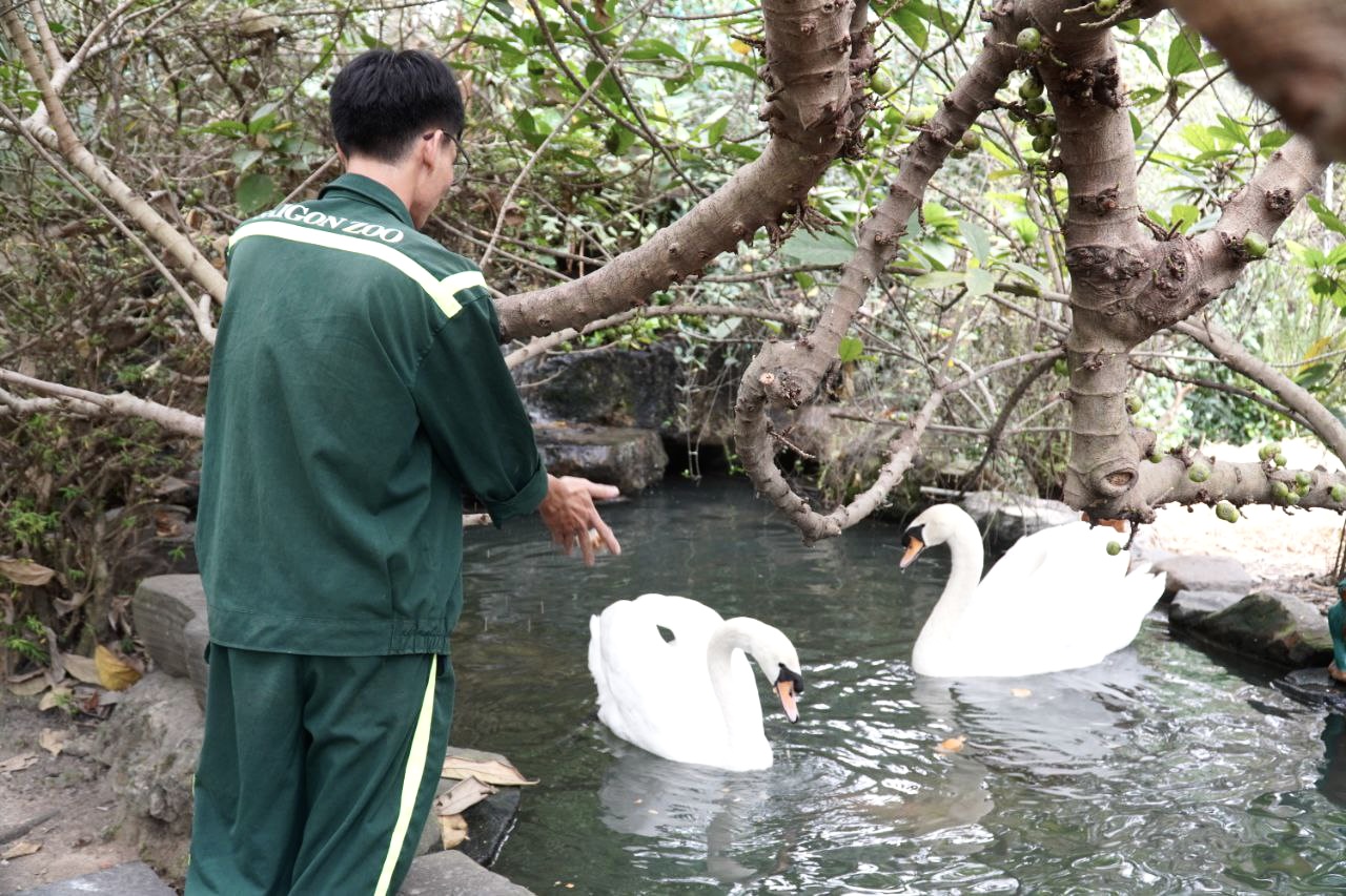 Cặp thi&ecirc;n nga trắng Dương - Hảo ở Thảo Cầm Vi&ecirc;n t&aacute;i hợp sau biến cố bị "bắt c&oacute;c", khoảnh khắc khiến du kh&aacute;ch h&ograve; reo kh&ocirc;ng ngớt- Ảnh 2.
