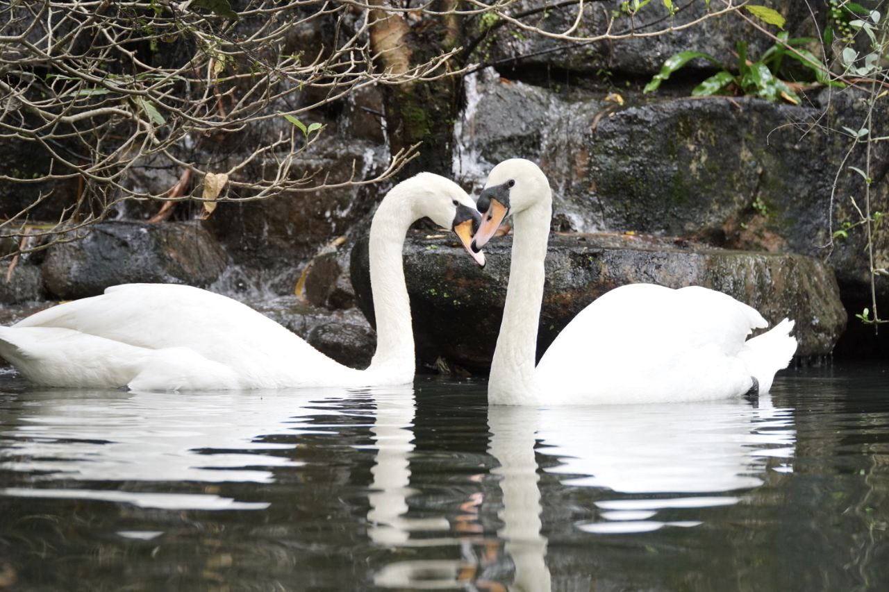 Cặp thi&ecirc;n nga trắng Dương - Hảo ở Thảo Cầm Vi&ecirc;n t&aacute;i hợp sau biến cố bị "bắt c&oacute;c", khoảnh khắc khiến du kh&aacute;ch h&ograve; reo kh&ocirc;ng ngớt- Ảnh 1.