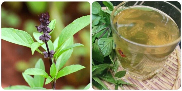 10 lợi &iacute;ch tuyệt vời của rau h&uacute;ng quế với sức khoẻ- Ảnh 1.