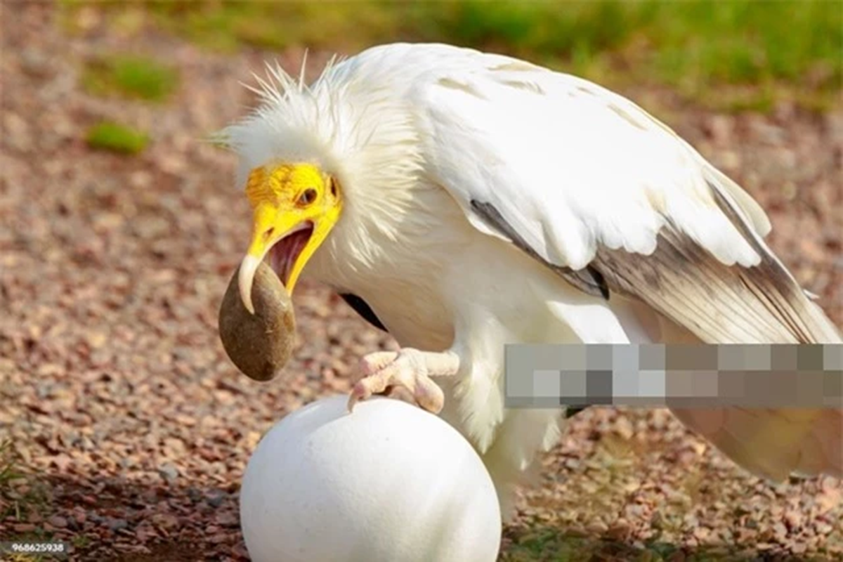 Lo&agrave;i vật qu&yacute; hiếm bậc nhất h&agrave;nh tinh, tuyệt t&iacute;ch hơn 150 năm bất ngờ "t&aacute;i xuất" nhờ c&aacute;ch đặc biệt- Ảnh 1.