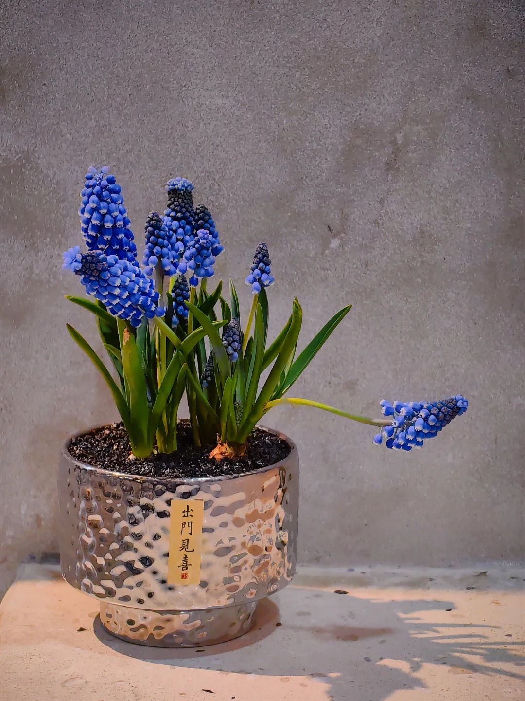 Lo&agrave;i hoa đang được chị em H&agrave; Nội săn l&ugrave;ng dịp Tết: Gi&aacute; chỉ bằng b&aacute;t phở m&agrave; sang chảnh như trời T&acirc;y, đặt đ&acirc;u cũng thấy lộc về- Ảnh 19.