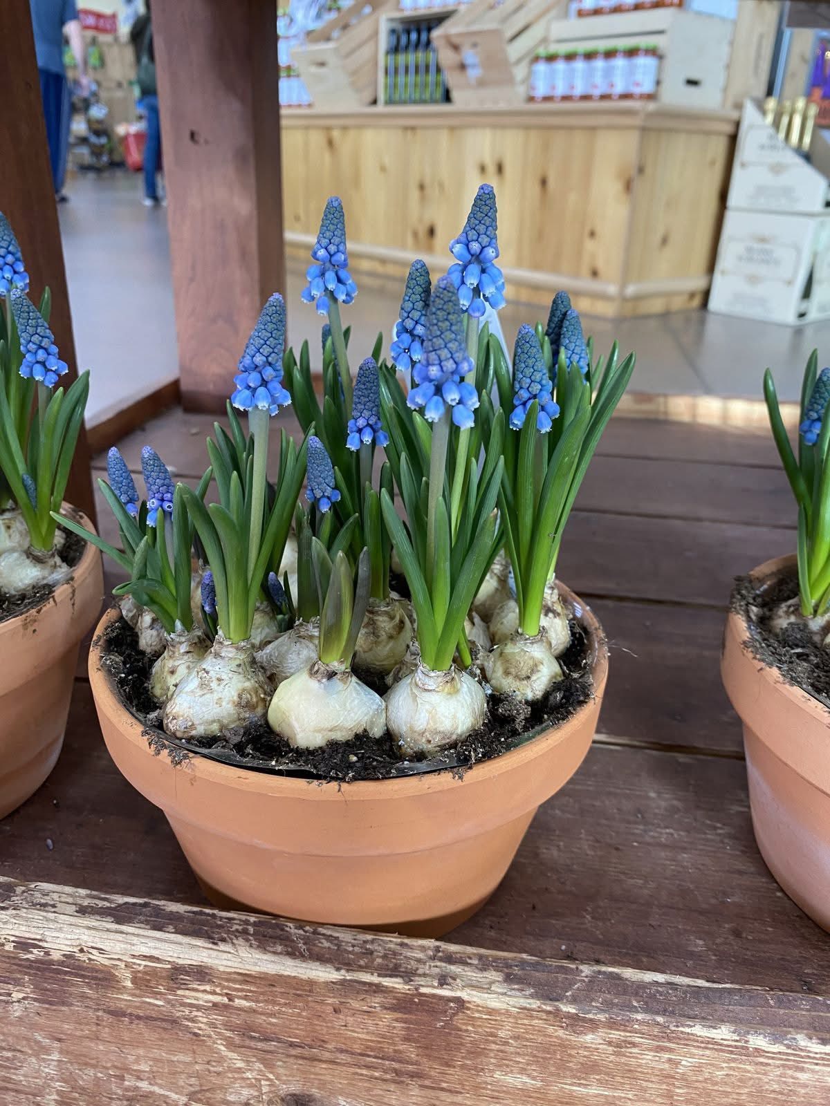 Lo&agrave;i hoa đang được chị em H&agrave; Nội săn l&ugrave;ng dịp Tết: Gi&aacute; chỉ bằng b&aacute;t phở m&agrave; sang chảnh như trời T&acirc;y, đặt đ&acirc;u cũng thấy lộc về- Ảnh 9.