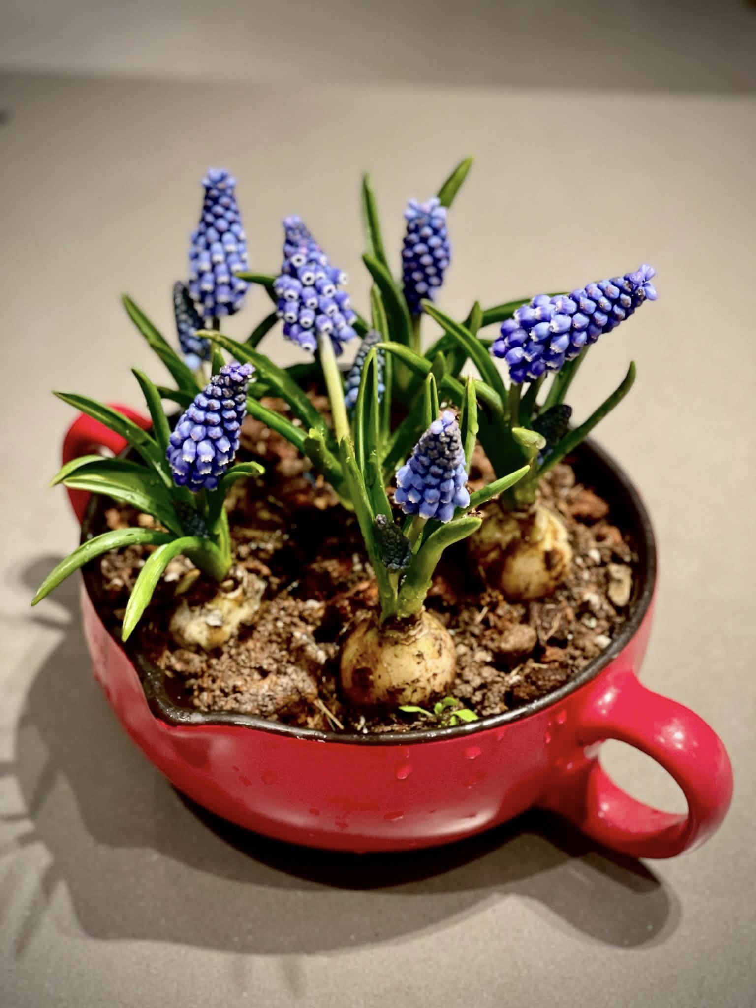 Lo&agrave;i hoa đang được chị em H&agrave; Nội săn l&ugrave;ng dịp Tết: Gi&aacute; chỉ bằng b&aacute;t phở m&agrave; sang chảnh như trời T&acirc;y, đặt đ&acirc;u cũng thấy lộc về- Ảnh 10.