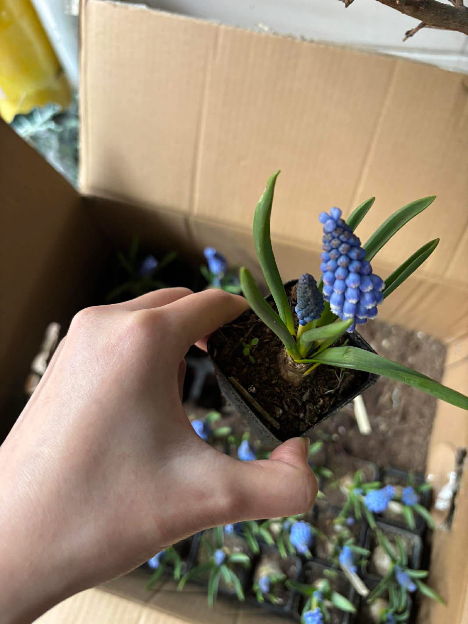 Lo&agrave;i hoa đang được chị em H&agrave; Nội săn l&ugrave;ng dịp Tết: Gi&aacute; chỉ bằng b&aacute;t phở m&agrave; sang chảnh như trời T&acirc;y, đặt đ&acirc;u cũng thấy lộc về- Ảnh 11.