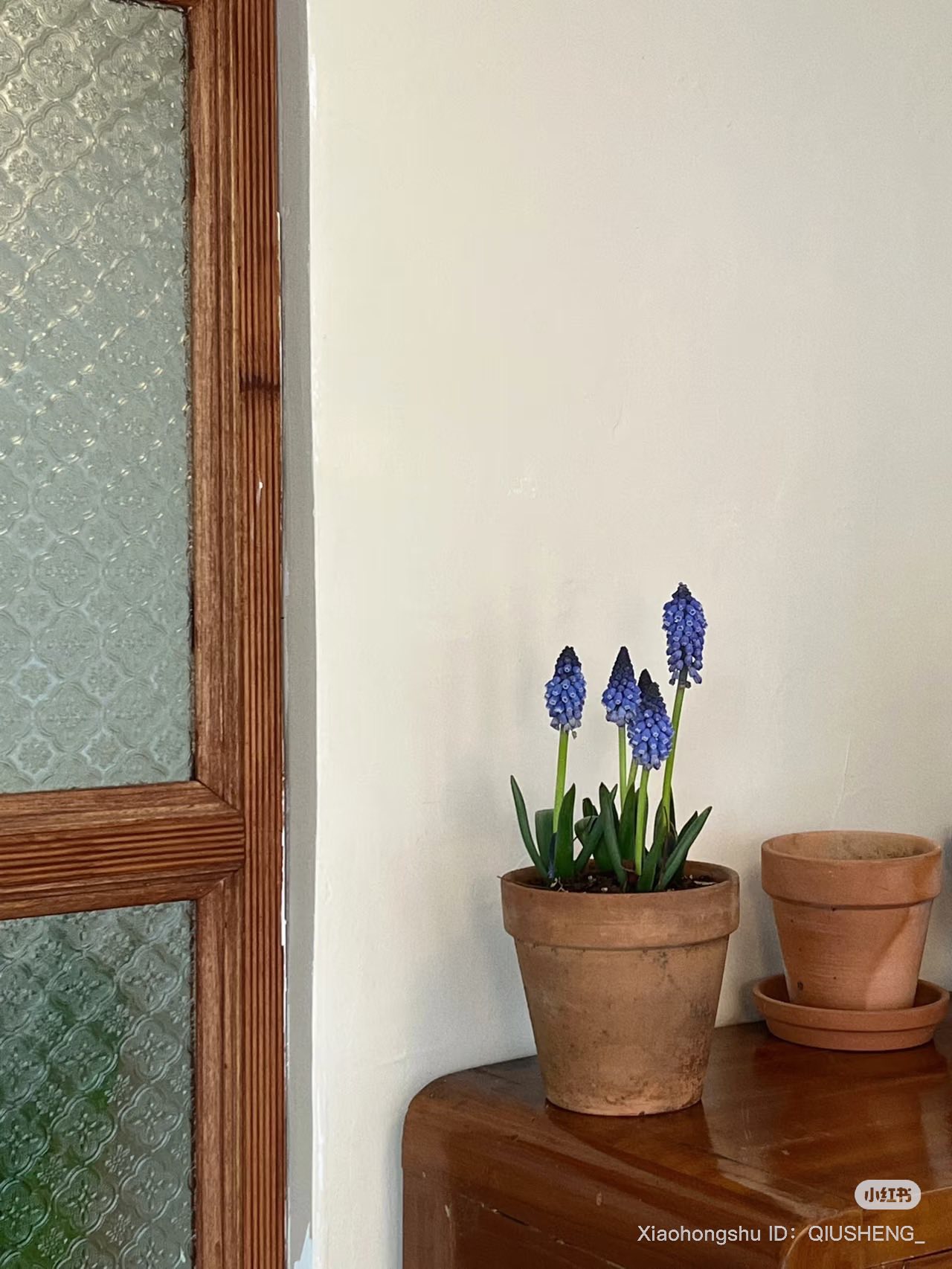 Lo&agrave;i hoa đang được chị em H&agrave; Nội săn l&ugrave;ng dịp Tết: Gi&aacute; chỉ bằng b&aacute;t phở m&agrave; sang chảnh như trời T&acirc;y, đặt đ&acirc;u cũng thấy lộc về- Ảnh 12.