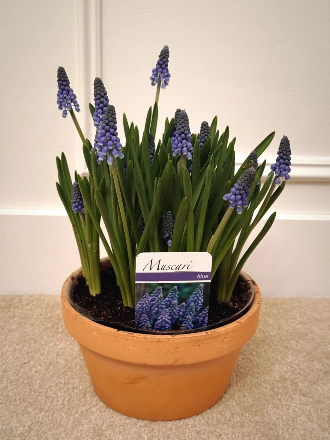 Lo&agrave;i hoa đang được chị em H&agrave; Nội săn l&ugrave;ng dịp Tết: Gi&aacute; chỉ bằng b&aacute;t phở m&agrave; sang chảnh như trời T&acirc;y, đặt đ&acirc;u cũng thấy lộc về- Ảnh 20.