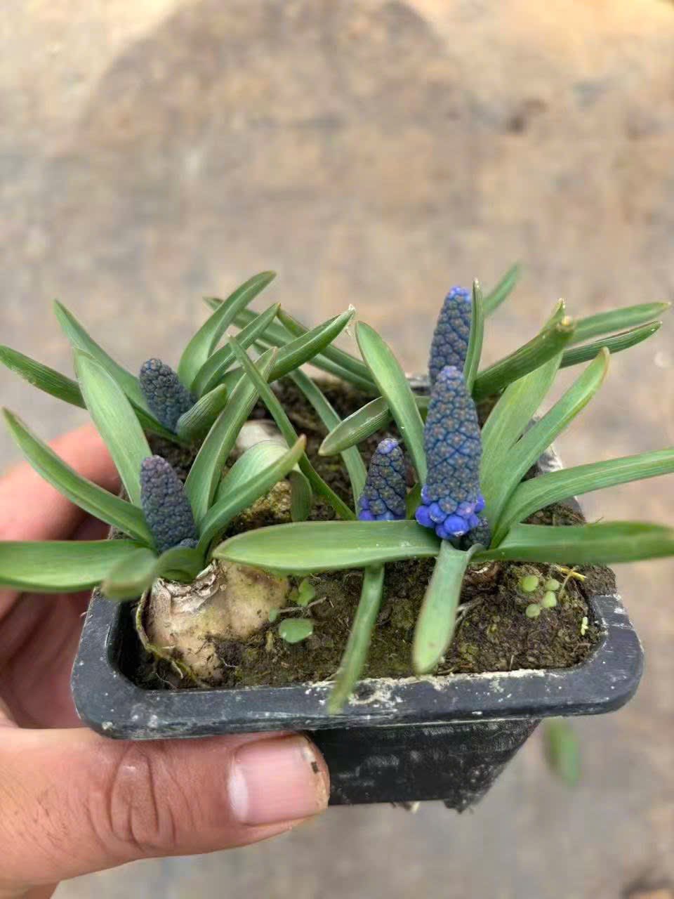 Lo&agrave;i hoa đang được chị em H&agrave; Nội săn l&ugrave;ng dịp Tết: Gi&aacute; chỉ bằng b&aacute;t phở m&agrave; sang chảnh như trời T&acirc;y, đặt đ&acirc;u cũng thấy lộc về- Ảnh 13.