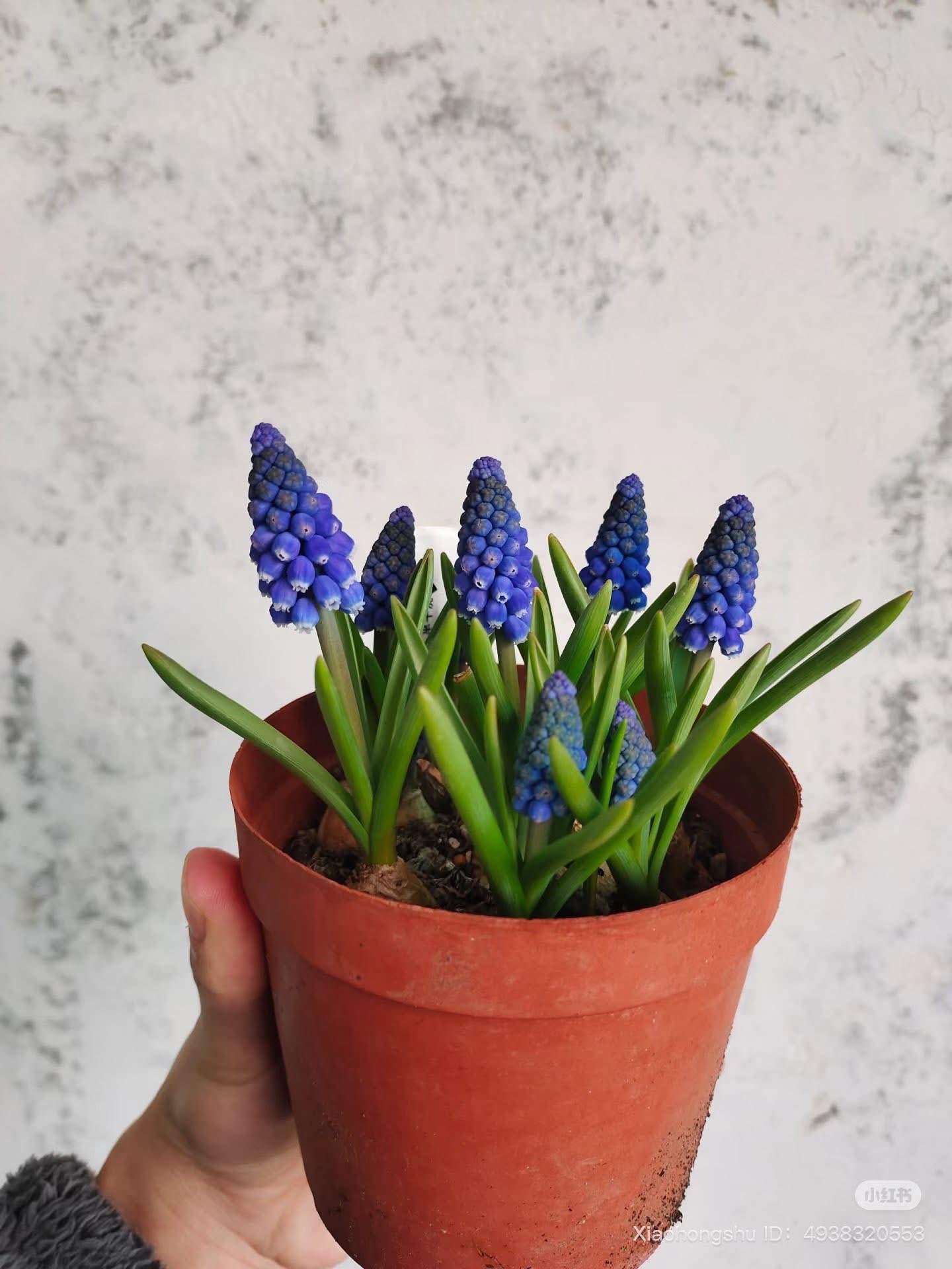 Lo&agrave;i hoa đang được chị em H&agrave; Nội săn l&ugrave;ng dịp Tết: Gi&aacute; chỉ bằng b&aacute;t phở m&agrave; sang chảnh như trời T&acirc;y, đặt đ&acirc;u cũng thấy lộc về- Ảnh 14.