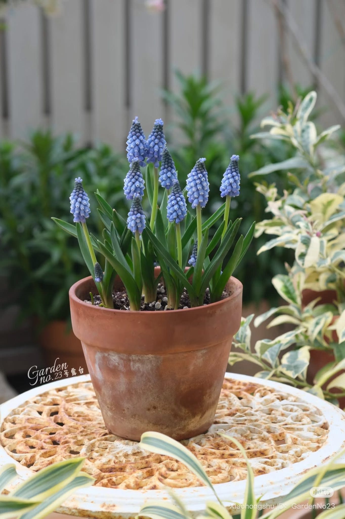 Lo&agrave;i hoa đang được chị em H&agrave; Nội săn l&ugrave;ng dịp Tết: Gi&aacute; chỉ bằng b&aacute;t phở m&agrave; sang chảnh như trời T&acirc;y, đặt đ&acirc;u cũng thấy lộc về- Ảnh 6.