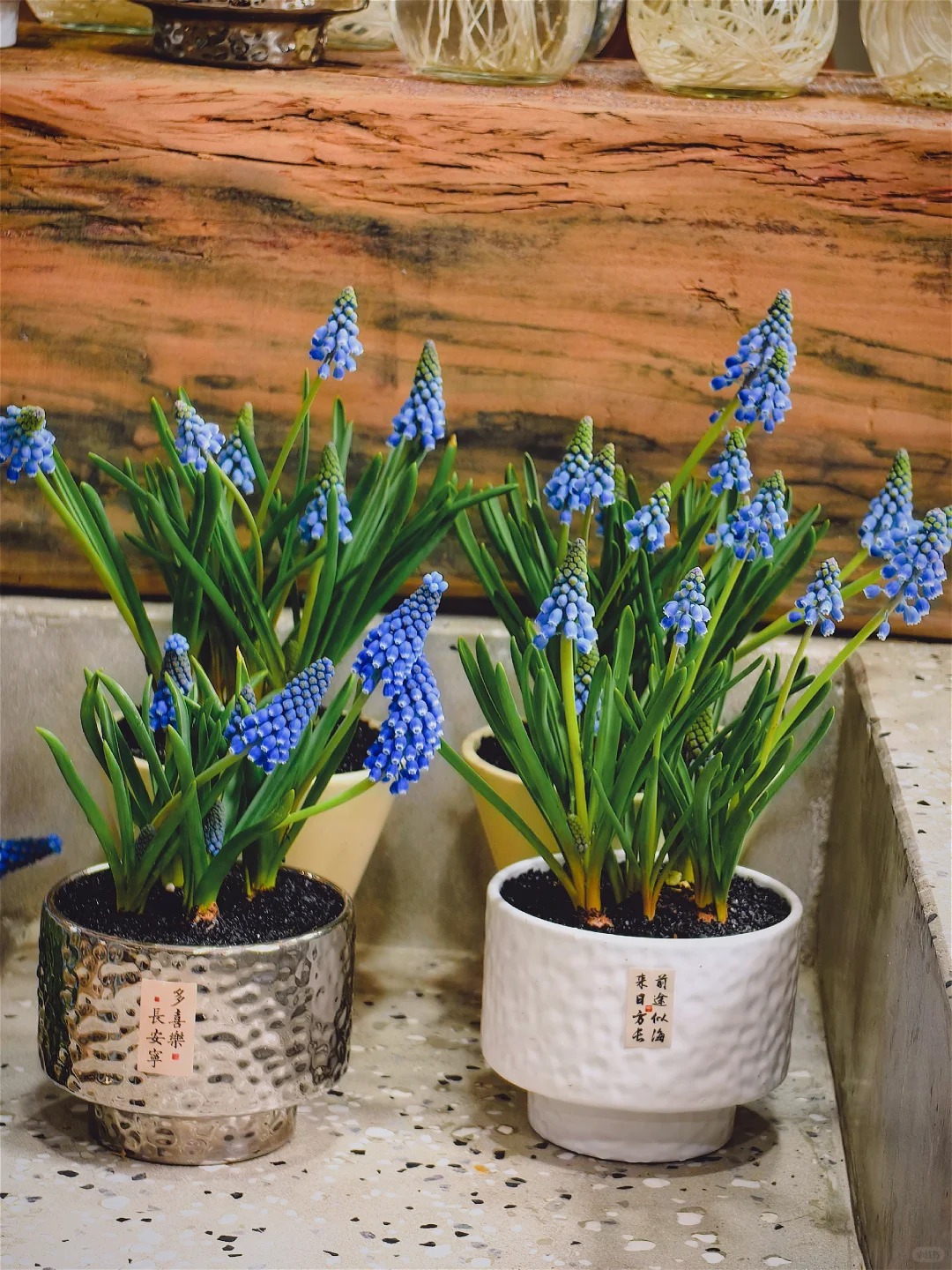 Lo&agrave;i hoa đang được chị em H&agrave; Nội săn l&ugrave;ng dịp Tết: Gi&aacute; chỉ bằng b&aacute;t phở m&agrave; sang chảnh như trời T&acirc;y, đặt đ&acirc;u cũng thấy lộc về- Ảnh 16.