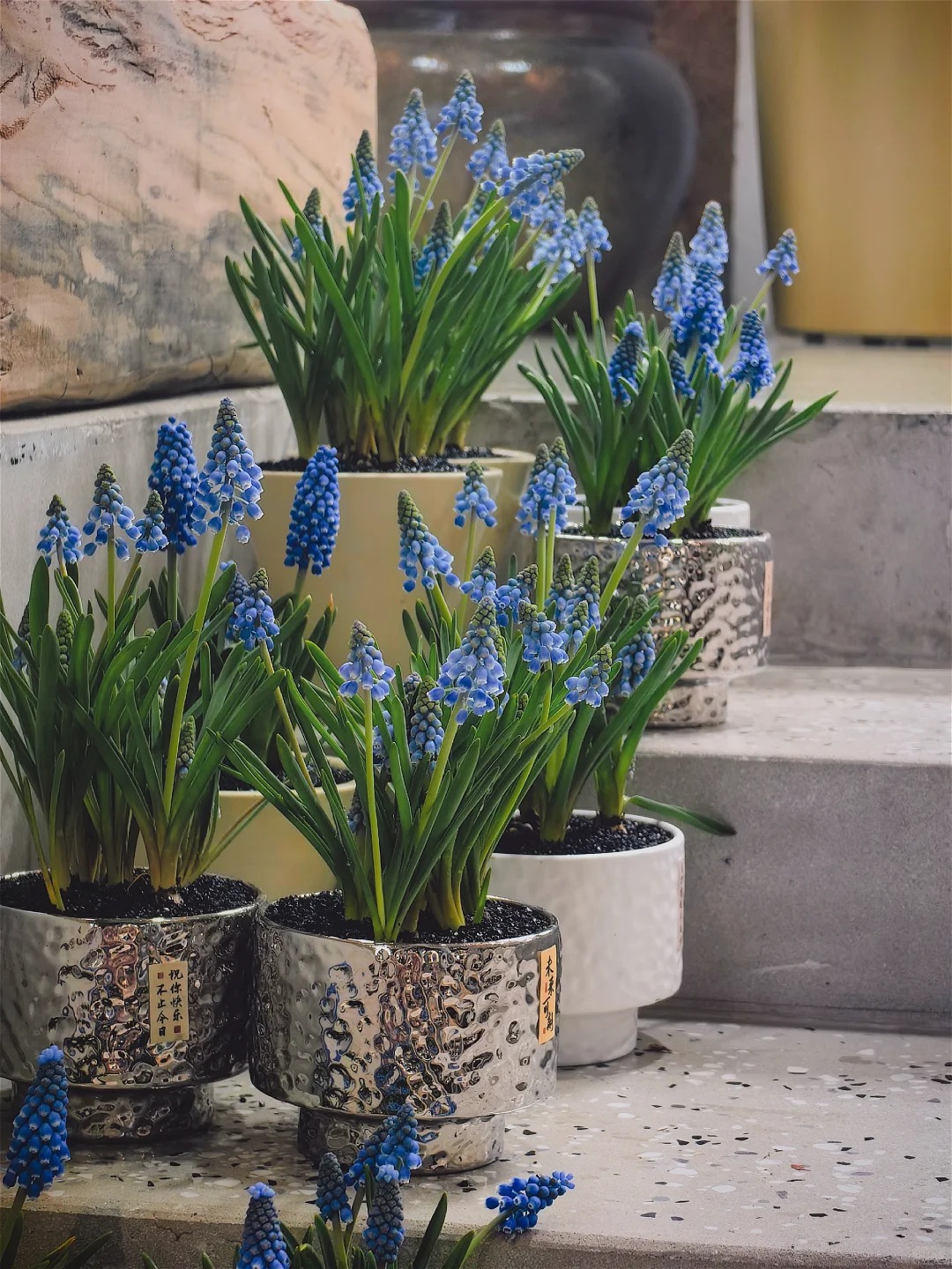 Lo&agrave;i hoa đang được chị em H&agrave; Nội săn l&ugrave;ng dịp Tết: Gi&aacute; chỉ bằng b&aacute;t phở m&agrave; sang chảnh như trời T&acirc;y, đặt đ&acirc;u cũng thấy lộc về- Ảnh 18.