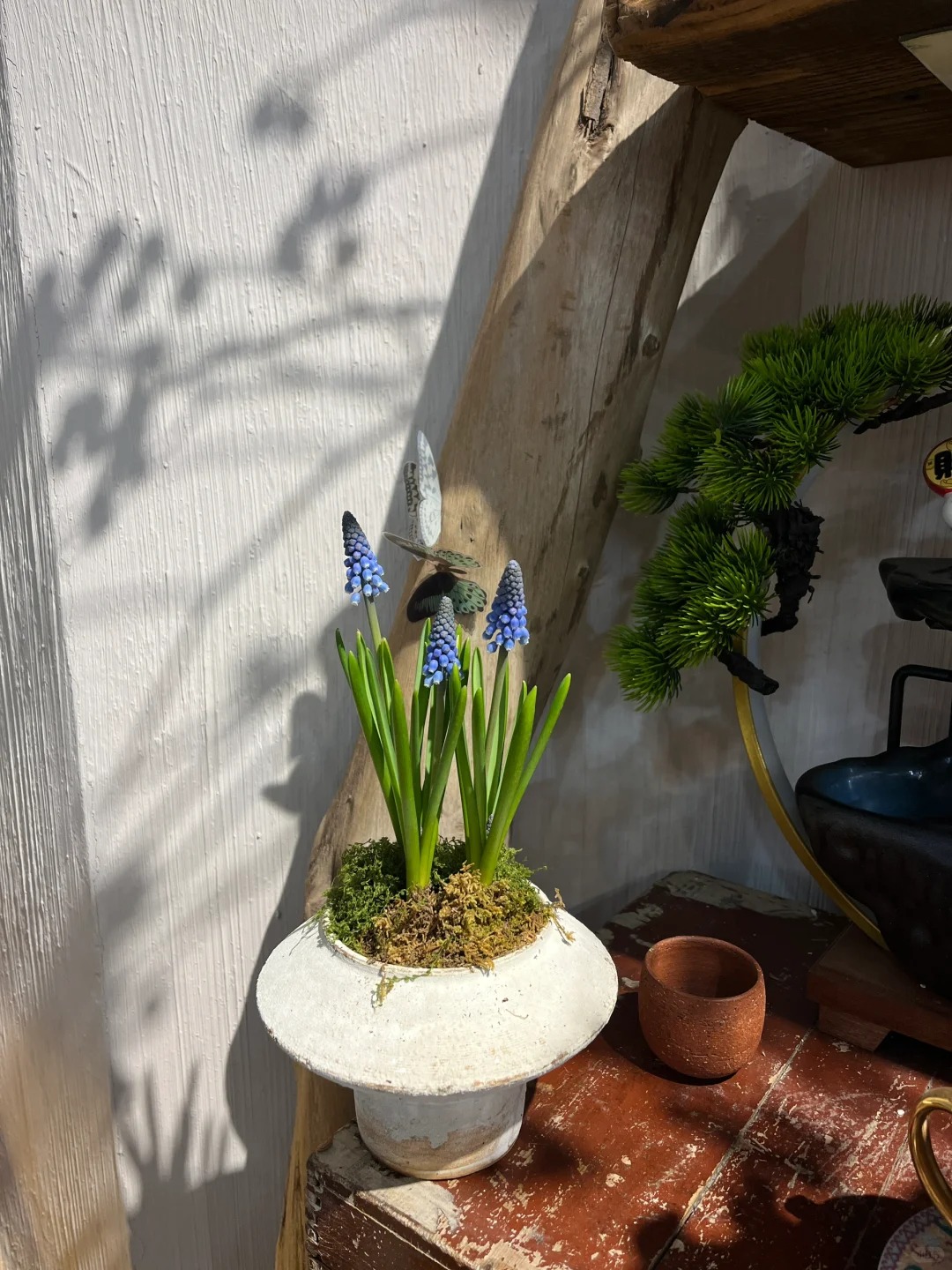 Lo&agrave;i hoa đang được chị em H&agrave; Nội săn l&ugrave;ng dịp Tết: Gi&aacute; chỉ bằng b&aacute;t phở m&agrave; sang chảnh như trời T&acirc;y, đặt đ&acirc;u cũng thấy lộc về- Ảnh 21.