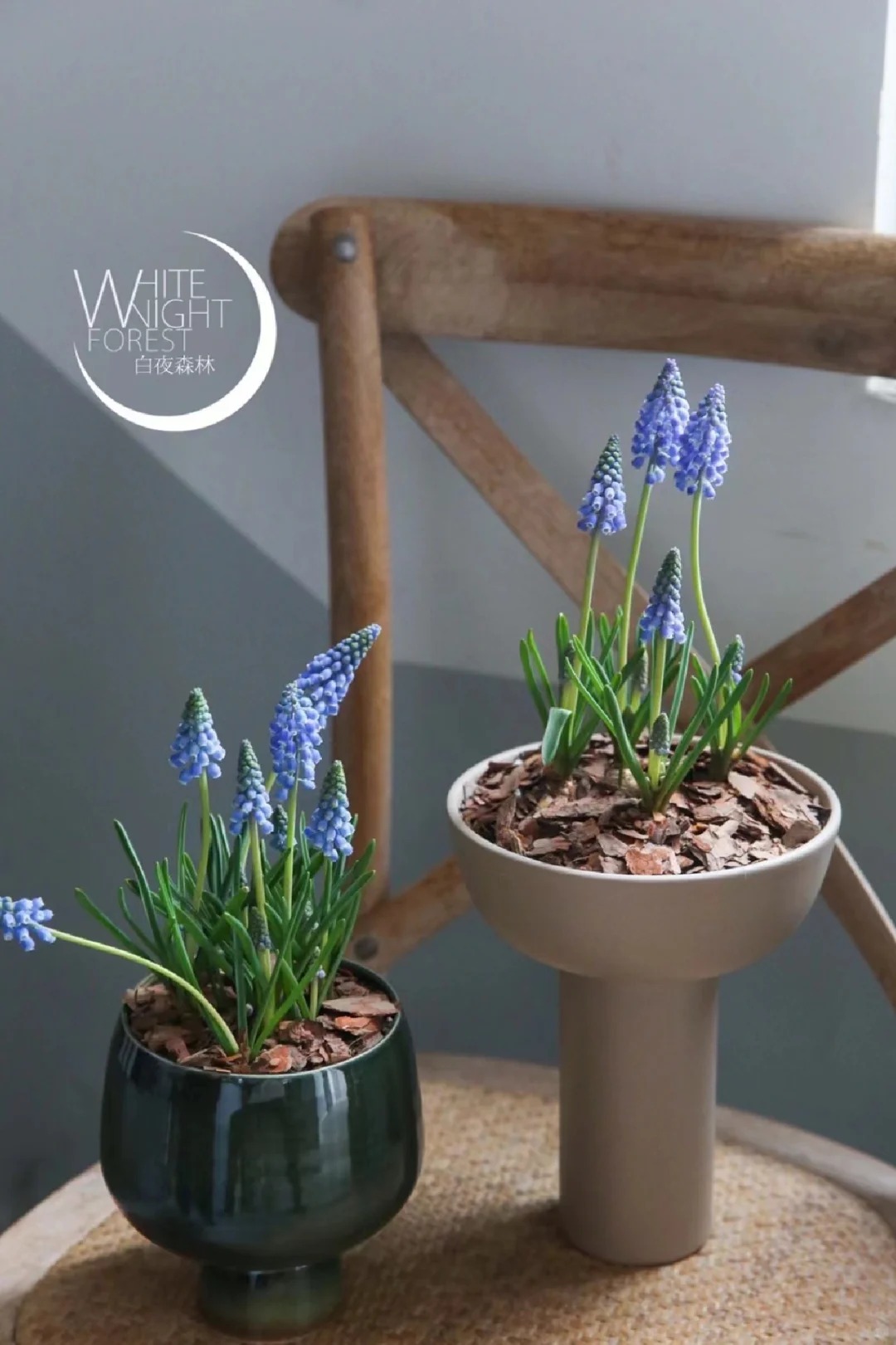 Lo&agrave;i hoa đang được chị em H&agrave; Nội săn l&ugrave;ng dịp Tết: Gi&aacute; chỉ bằng b&aacute;t phở m&agrave; sang chảnh như trời T&acirc;y, đặt đ&acirc;u cũng thấy lộc về- Ảnh 22.