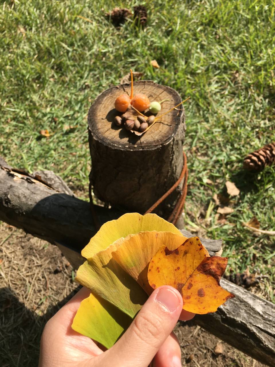 Sang tận Hàn để chụp ảnh cây lá vàng sống ảo, khách Việt ngỡ ngàng vì mùi lạ dưới gốc cây- Ảnh 2. Sang tận Hàn để chụp ảnh cây lá vàng sống ảo, khách Việt ngỡ ngàng vì mùi lạ dưới gốc cây- Ảnh 2.