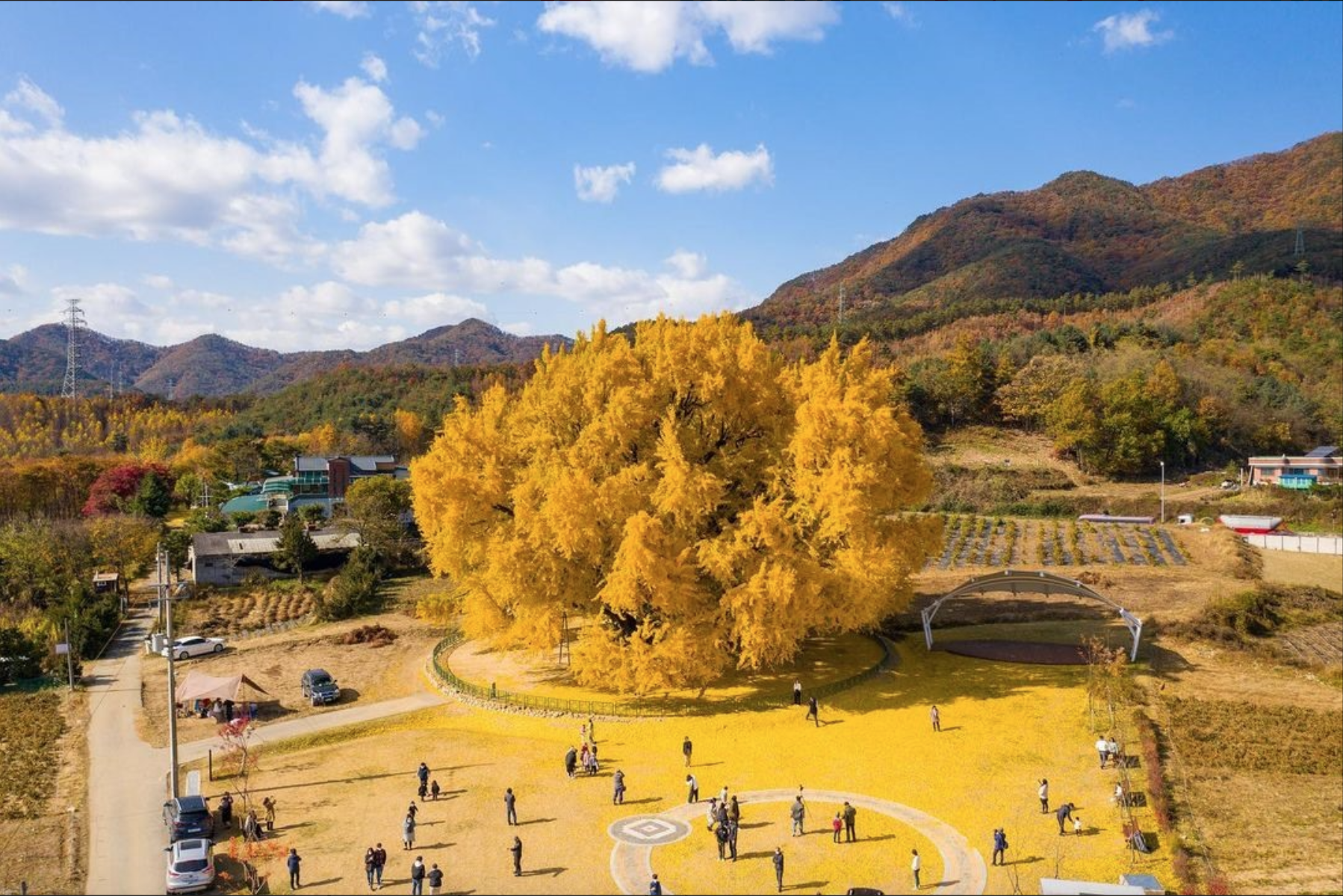 Sang tận Hàn để chụp ảnh cây lá vàng sống ảo, khách Việt ngỡ ngàng vì mùi lạ dưới gốc cây- Ảnh 1. Sang tận Hàn để chụp ảnh cây lá vàng sống ảo, khách Việt ngỡ ngàng vì mùi lạ dưới gốc cây- Ảnh 1.