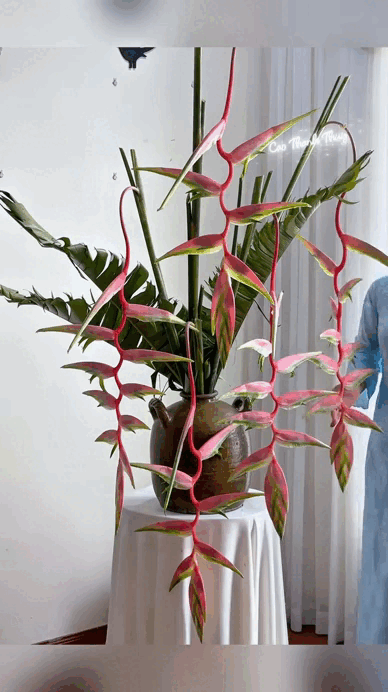 Chấn động lo&agrave;i hoa Tết đẹp từ nụ đến b&uacute;p, chơi bền cả th&aacute;ng, nhiều người đang đổ x&ocirc; săn t&igrave;m- Ảnh 2.