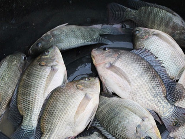 7 loại c&aacute; t&iacute;ch tụ thủy ng&acirc;n nhiều bậc nhất- Ảnh 3.