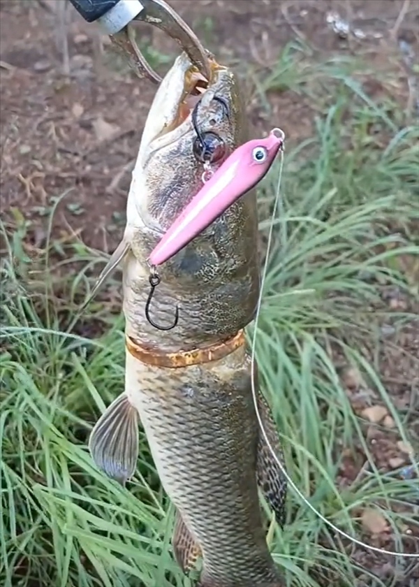 Cần thủ c&acirc;u được con c&aacute; c&oacute; v&ograve;ng v&agrave;ng tr&ecirc;n cơ thể- Ảnh 1.