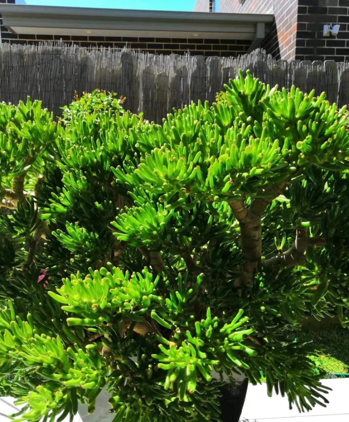 Tết B&iacute;nh Ngọ b&agrave;y 5 c&acirc;y n&agrave;y trong nh&agrave;, t&agrave;i lộc g&otilde; cửa, cầu đ&acirc;u tr&uacute;ng đ&oacute;- Ảnh 2.