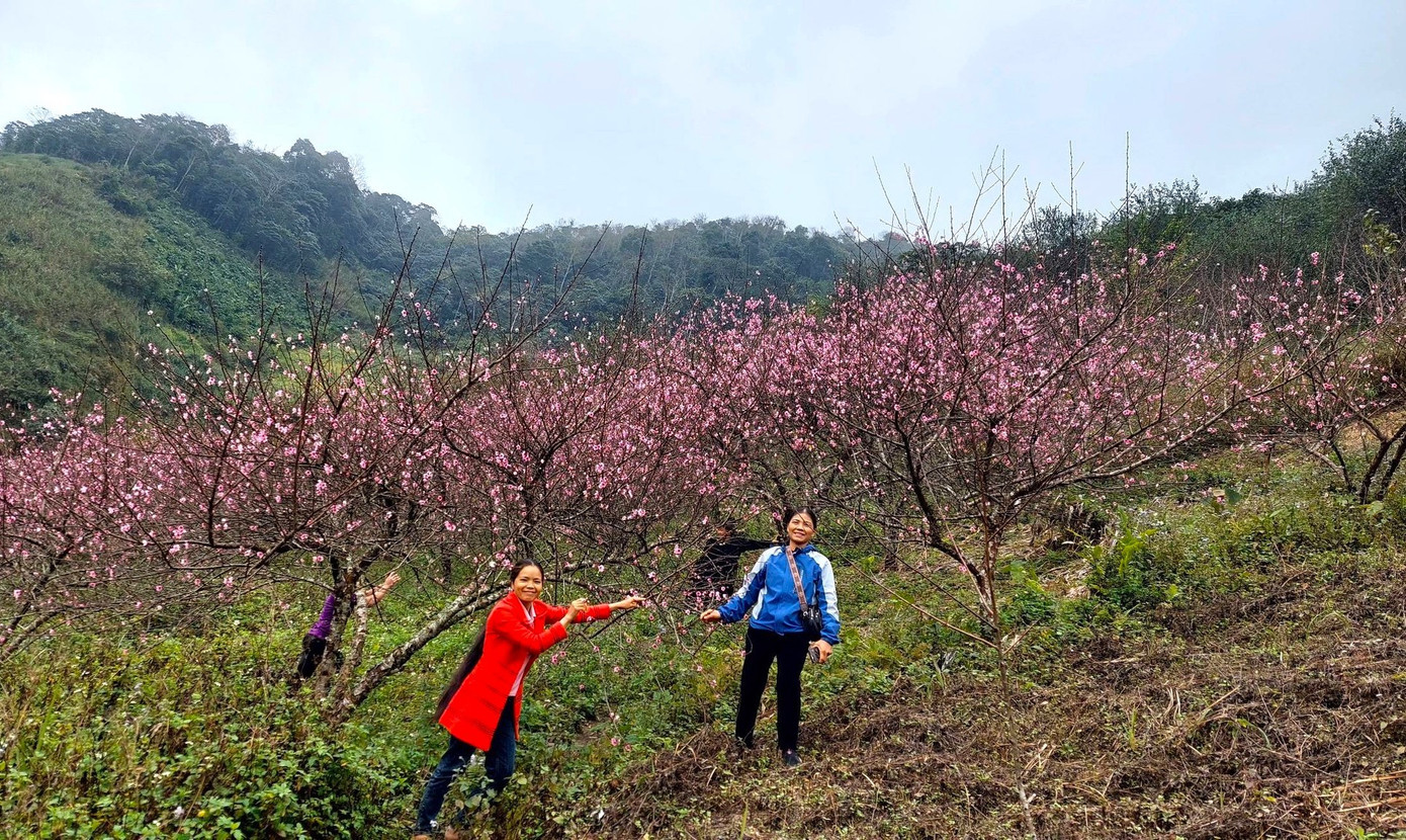 Đổ x&ocirc; l&ecirc;n n&uacute;i săn đ&agrave;o đ&aacute; về b&aacute;n Tết- Ảnh 1.