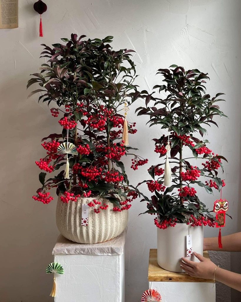 Tết B&iacute;nh Ngọ b&agrave;y 5 c&acirc;y n&agrave;y trong nh&agrave;, t&agrave;i lộc g&otilde; cửa, cầu đ&acirc;u tr&uacute;ng đ&oacute;- Ảnh 4.