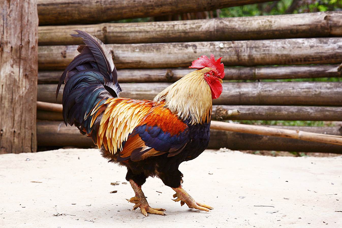 Chọn g&agrave; ăn Tết m&agrave; chưa thử 7 giống n&agrave;y th&igrave; ph&iacute; cả đời: Thịt thơm, da gi&ograve;n, c&uacute;ng xong ai ăn cũng tấm tắc- Ảnh 7.