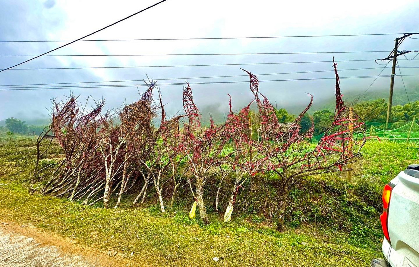 Đổ x&ocirc; l&ecirc;n n&uacute;i săn đ&agrave;o đ&aacute; về b&aacute;n Tết- Ảnh 8.