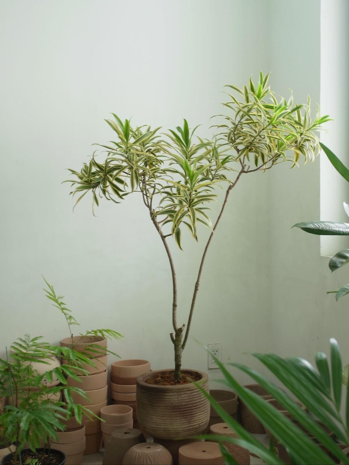 Tết B&iacute;nh Ngọ b&agrave;y 5 c&acirc;y n&agrave;y trong nh&agrave;, t&agrave;i lộc g&otilde; cửa, cầu đ&acirc;u tr&uacute;ng đ&oacute;- Ảnh 3.