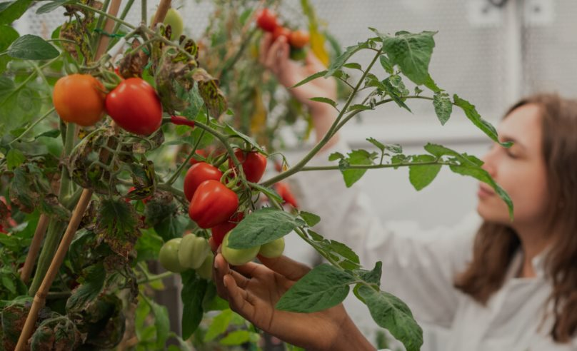 Ph&aacute;t minh của Anh g&acirc;y rung chuyển ng&agrave;nh thực phẩm: Tạo ra giống c&agrave; chua mini năng suất gấp 5 lần truyền thống, c&oacute; thể trồng 100 c&acirc;y tr&ecirc;n 1m2- Ảnh 1.