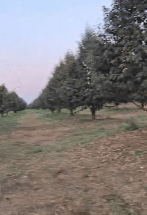 Ng&atilde; ngửa trước h&igrave;nh ảnh sau đ&aacute;m cưới của ch&uacute; rể Campuchia lấy vợ T&acirc;y Ninh: "Tổng t&agrave;i" ngh&igrave;n tỷ sao lại thế n&agrave;y?- Ảnh 6.