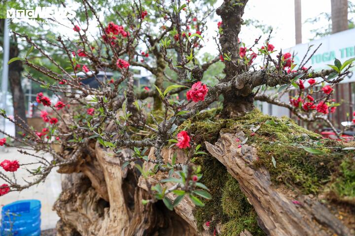 Độc lạ cặp đào thất thốn leo gỗ hoàng đàn giá gần 1 tỷ đồng- Ảnh 7.