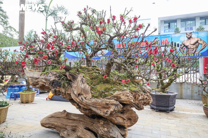 Độc lạ cặp đào thất thốn leo gỗ hoàng đàn giá gần 1 tỷ đồng- Ảnh 3.