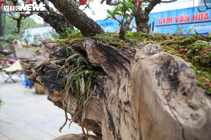 Độc lạ cặp đào thất thốn leo gỗ hoàng đàn giá gần 1 tỷ đồng- Ảnh 5.