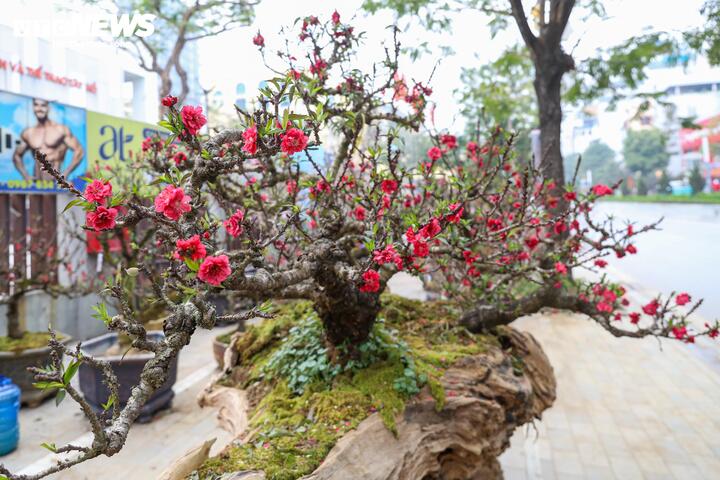 Độc lạ cặp đào thất thốn leo gỗ hoàng đàn giá gần 1 tỷ đồng- Ảnh 4.