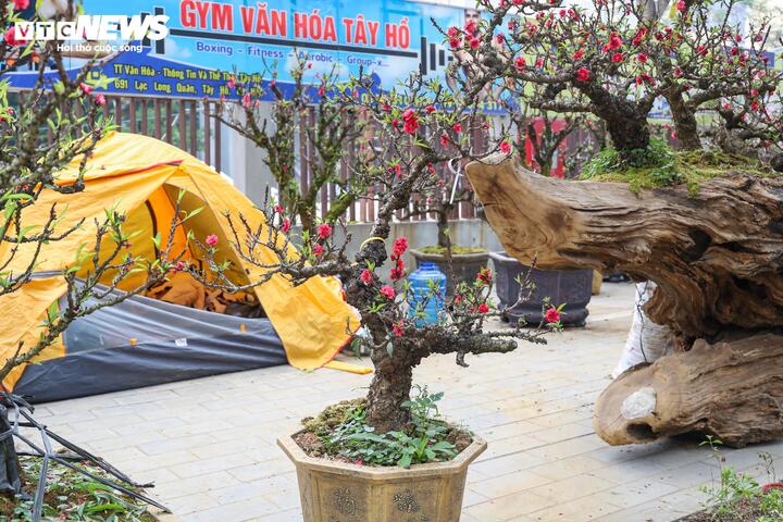 Độc lạ cặp đào thất thốn leo gỗ hoàng đàn giá gần 1 tỷ đồng- Ảnh 14.