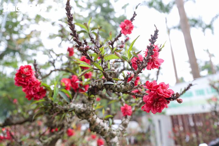 Độc lạ cặp đào thất thốn leo gỗ hoàng đàn giá gần 1 tỷ đồng- Ảnh 1.