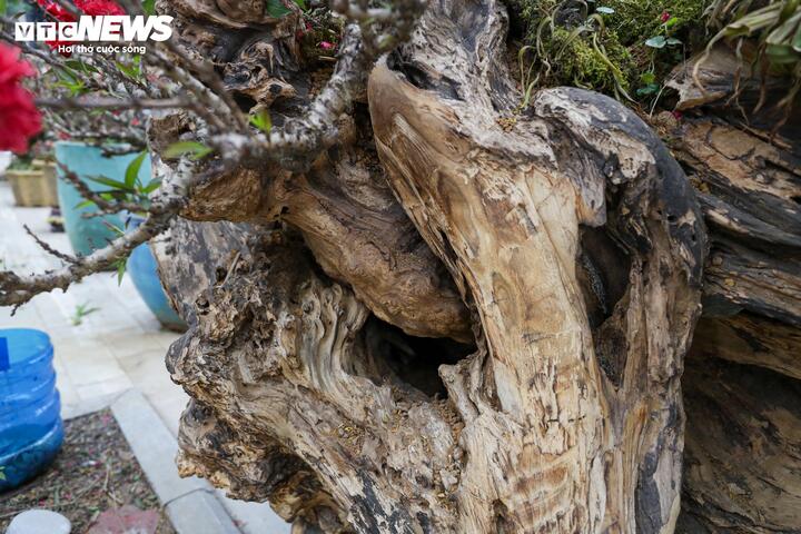 Độc lạ cặp đào thất thốn leo gỗ hoàng đàn giá gần 1 tỷ đồng- Ảnh 6.