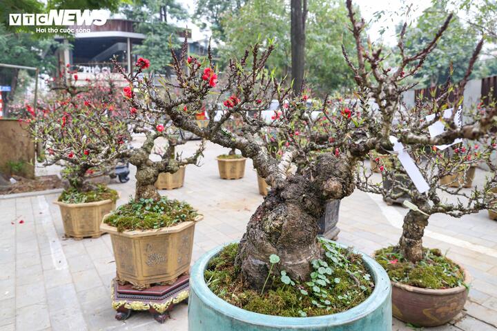 Độc lạ cặp đào thất thốn leo gỗ hoàng đàn giá gần 1 tỷ đồng- Ảnh 13.