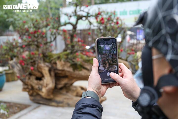 Độc lạ cặp đào thất thốn leo gỗ hoàng đàn giá gần 1 tỷ đồng- Ảnh 12.