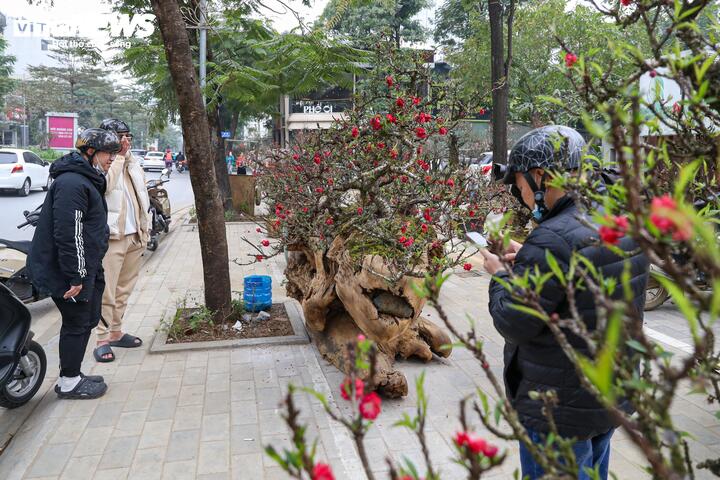 Độc lạ cặp đào thất thốn leo gỗ hoàng đàn giá gần 1 tỷ đồng- Ảnh 11.