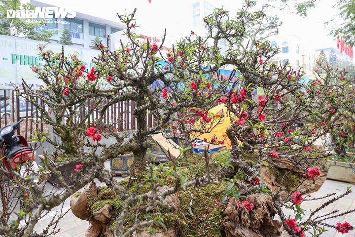 Độc lạ cặp đào thất thốn leo gỗ hoàng đàn giá gần 1 tỷ đồng- Ảnh 8.