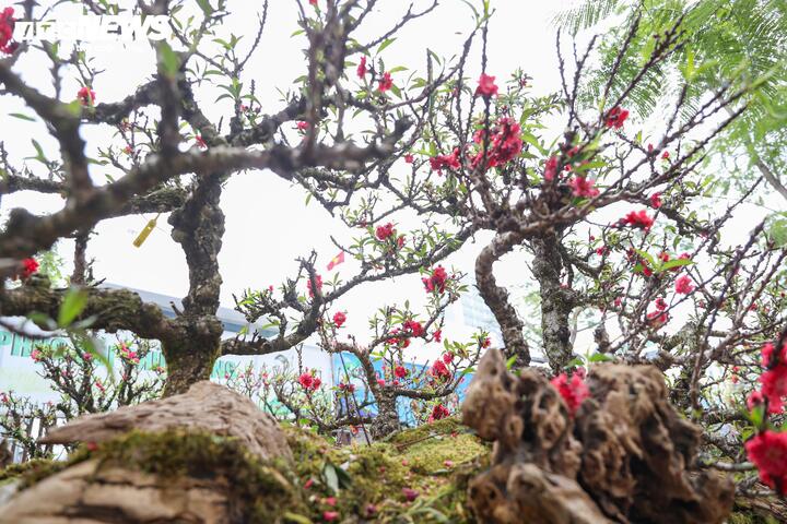 Độc lạ cặp đào thất thốn leo gỗ hoàng đàn giá gần 1 tỷ đồng- Ảnh 9.