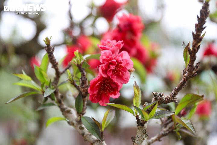 Độc lạ cặp đào thất thốn leo gỗ hoàng đàn giá gần 1 tỷ đồng- Ảnh 10.