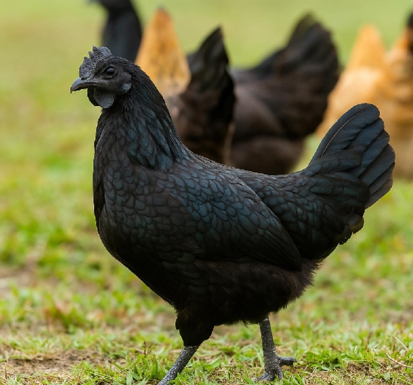 Chọn g&agrave; ăn Tết m&agrave; chưa thử 7 giống n&agrave;y th&igrave; ph&iacute; cả đời: Thịt thơm, da gi&ograve;n, c&uacute;ng xong ai ăn cũng tấm tắc- Ảnh 6.