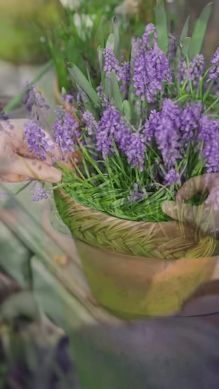 Tết 2026, chị em rủ nhau chơi lo&agrave;i hoa t&iacute; hon: Nhẹ tiền, dễ chăm, chưng trong nh&agrave; sang hẳn- Ảnh 4.